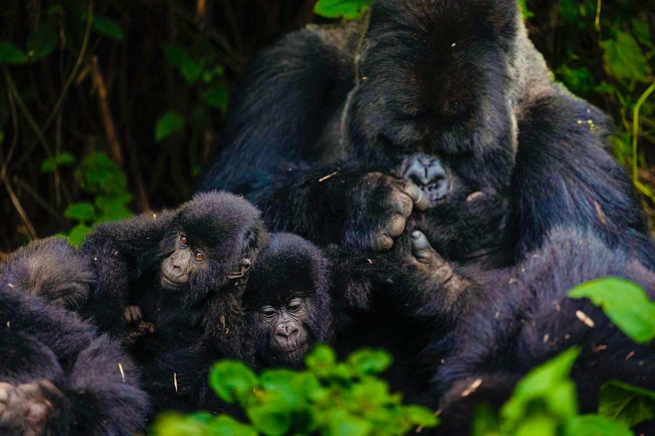 Gallery image for Kwita Izina 2025 – Rwanda’s 20th Gorilla Naming Ceremony